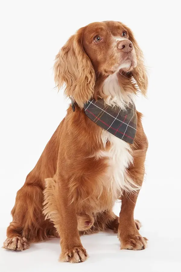 Barbour Bandana za hišne ljubljenčke Barbour Tartan Dog