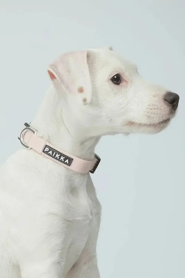 PAIKKA Fluorescenčna pasja ovratnica PAIKKA Glow Collar 19 x 2 x 0,5 cm