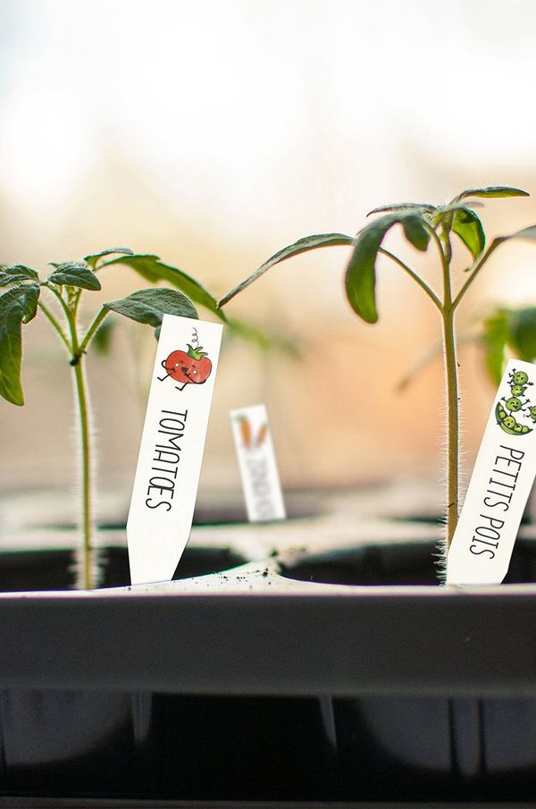 Graine Creative Graine Creative DIY komplet za izdelavo nalepk za rastline Crazy Plastic Kit