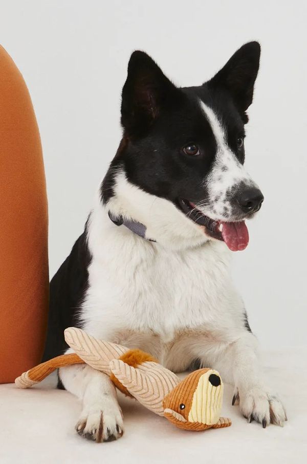 Medicine Igrača za hišnega ljubljenčka Medicine