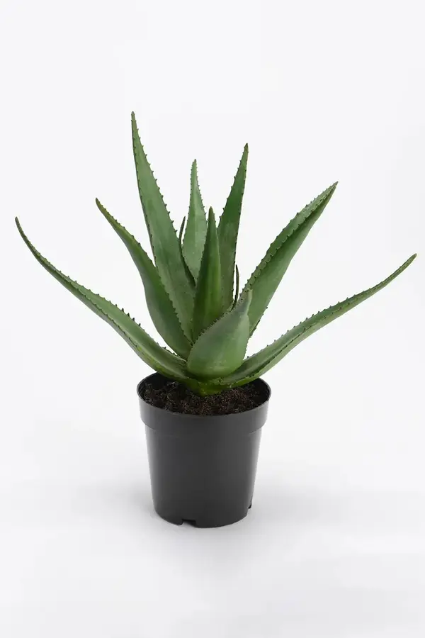 Umetna rastlina v loncu home & lifestyle 38 cm Umetna rastlina v loncu home & lifestyle 38 cm