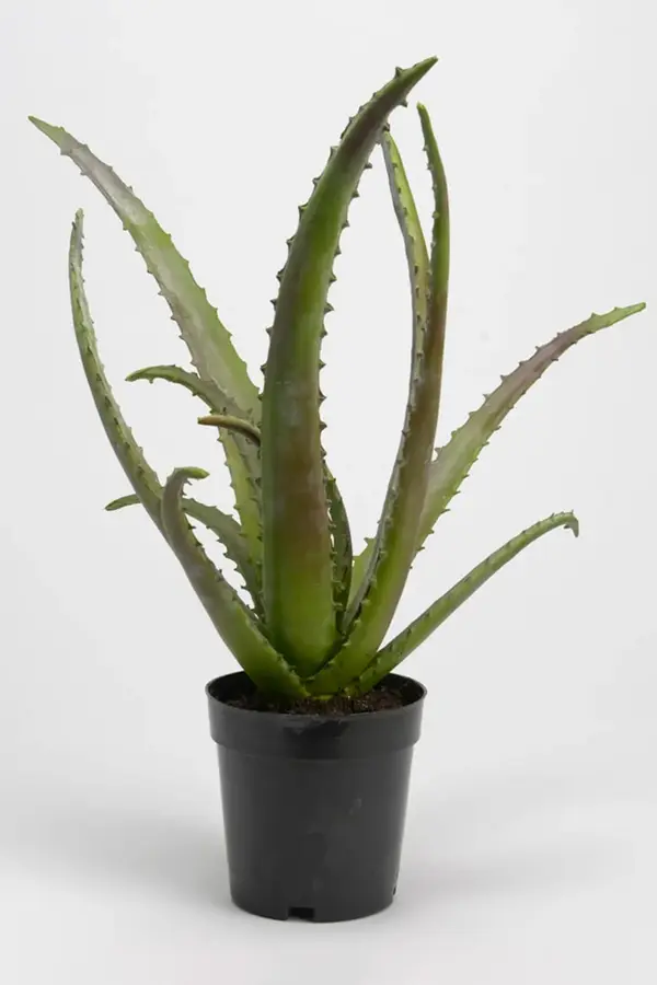 Umetna rastlina v loncu home & lifestyle 48 cm Umetna rastlina v loncu home & lifestyle 48 cm