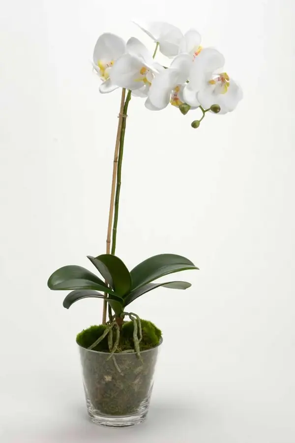 Umetna rastlina v loncu home & lifestyle 63.5 cm Umetna rastlina v loncu home & lifestyle 63.5 cm