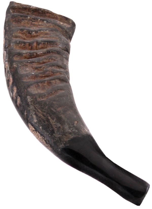 Terre Terre Buffalo Horn