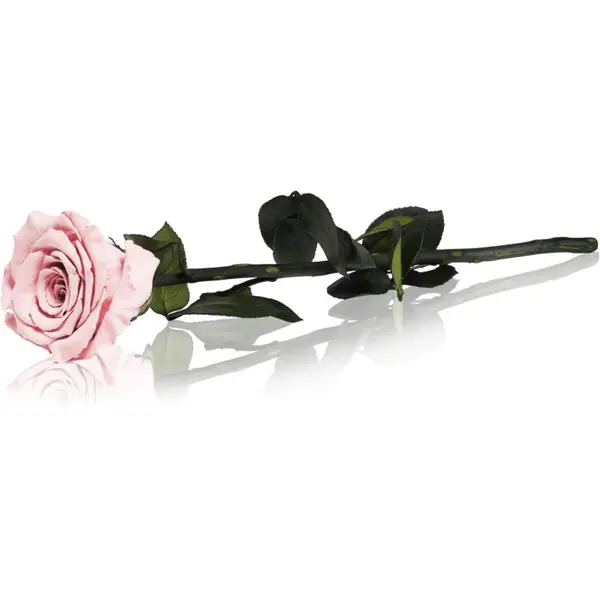 RoseAmor RoseAmor Pink stabilizirana vrtnica na steblu 30 cm 1 kos