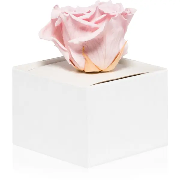 RoseAmor RoseAmor Pink stabilizirana vrtnica v škatlici 1 kos