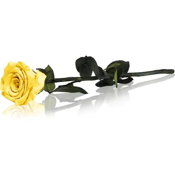 RoseAmor RoseAmor Yellow stabilizirana vrtnica na steblu 30 cm 1 kos