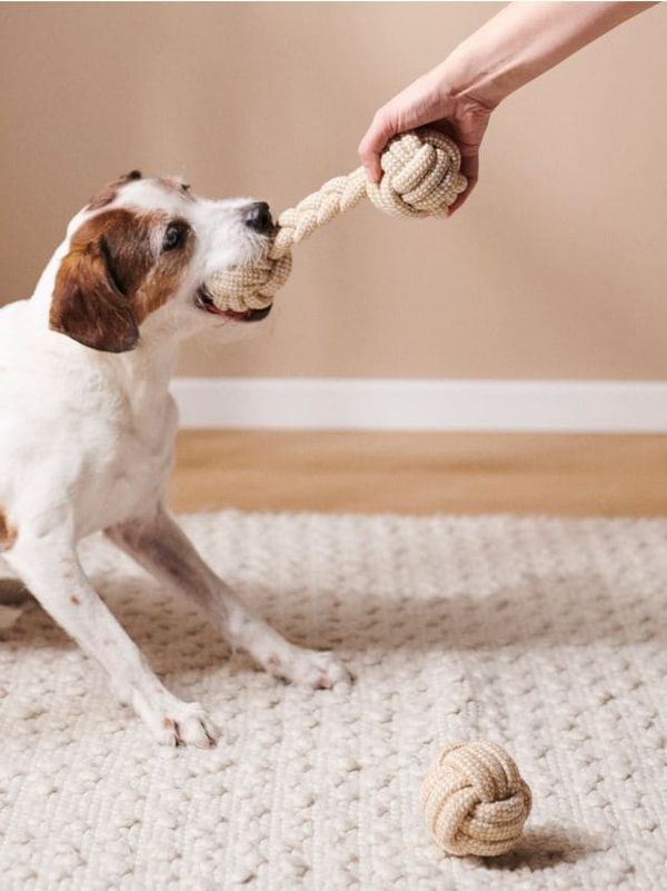 Sinsay Sinsay - Komplet igrač za hišne ljubljenčke - bež