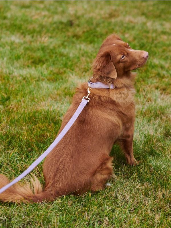 Sinsay Sinsay - Povodec za psa - sivka